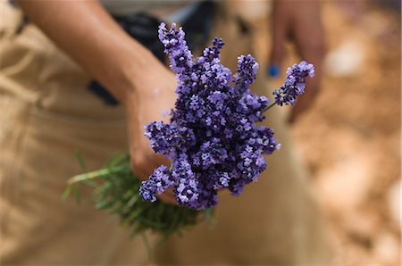 purple floral arrangement - Bunch of Lavender, Luberon, France Stock Photo - Rights-Managed, Code: 841-02716347