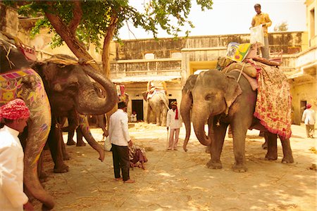 Elephants, Jaipur, Rajasthan, India (Grainy) Stock Photo - Rights-Managed, Code: 841-02716659