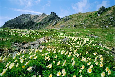 simsearch:841-02722947,k - Mountain flowers, Hakusan National Park, Japan Foto de stock - Con derechos protegidos, Código: 841-02716931