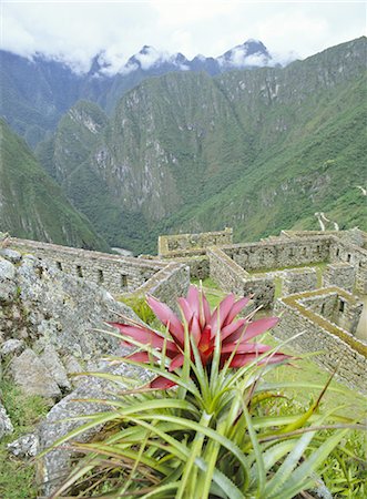simsearch:841-06034486,k - Ruines Incas, Machu Picchu, patrimoine mondial UNESCO, Pérou, Amérique du Sud Photographie de stock - Rights-Managed, Code: 841-02717096