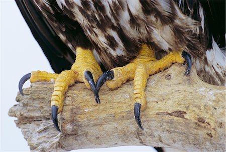 Close up of the feet and talons of a bald eagle (Haliaetus leucocephalus), Alaska, United States of America, North America Stock Photo - Rights-Managed, Code: 841-02717092