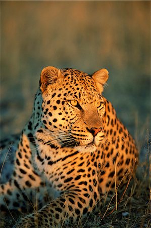 Male leopard, Panthera pardus, in captivity, Namibia, Africa Stock Photo - Rights-Managed, Code: 841-02717587