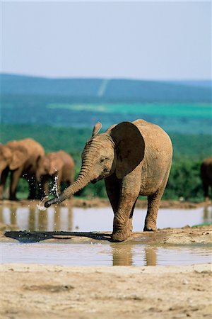 simsearch:841-02717553,k - Young African elephant, Loxodonta africana, at waterhole, Addo National Park, South Africa, Africa Stock Photo - Rights-Managed, Code: 841-02717595