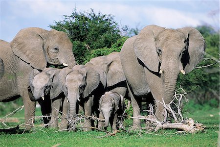 simsearch:841-02717553,k - African elephants, Loxodonta africana, maternal group with baby, Etosha National Park, Namibia, Africa Stock Photo - Rights-Managed, Code: 841-02717618