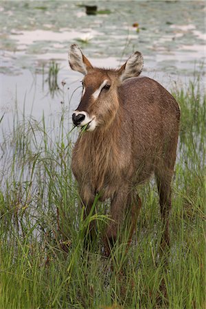 eastern transvaal - Female waterbuck (Kobus ellipsiprymnus), Kruger National Park, Mpumalanga, South Africa, Africa Stock Photo - Rights-Managed, Code: 841-02717677