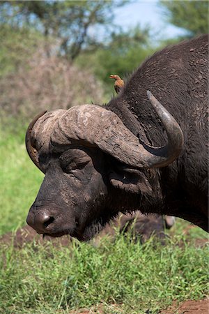 simsearch:841-03506025,k - Cape buffalo (Syncerus caffer), with redbilled oxpecker, Kruger National Park, South Africa, Africa Stock Photo - Rights-Managed, Code: 841-02717679