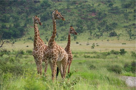 Three giraffes (Giraffa camelopardalis), Pilanesberg Game Reserve, North West Province, South Africa, Africa Stock Photo - Rights-Managed, Code: 841-02717682