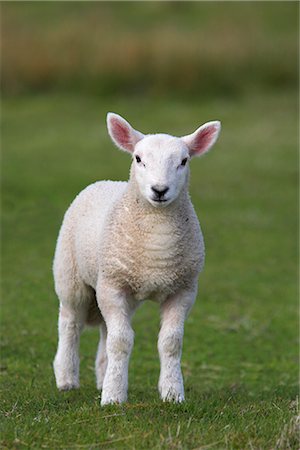 Spring lamb, Scotland, United Kingdom, Europe Stock Photo - Rights-Managed, Code: 841-02717697