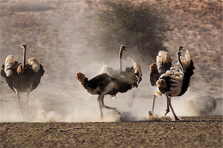 dusty environment - Ostrich (Struthio camelus), males, Kgalagadi Transfrontier Park, South Africa, Africa Stock Photo - Rights-Managed, Code: 841-02717714