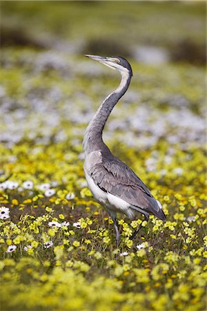 Blackheaded heron (Ardea melanocephala), among spring flowers, West Coast National Park, Western Cape, South Africa, Africa Foto de stock - Con derechos protegidos, Código: 841-02717716