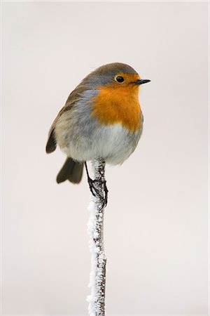 robin - Robin (Erithacus rubecula) on frosty twig in winter, Northumberland, England, United Kingdom, Europe Stock Photo - Rights-Managed, Code: 841-02717735