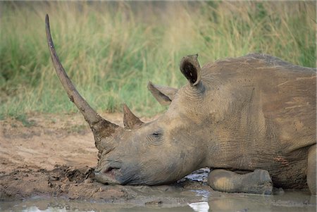 simsearch:841-02717553,k - White rhinoceros (Ceratotherium simum, Hluhluwe Game Reserve, KwaZulu-Natal, South Africa, Africa Stock Photo - Rights-Managed, Code: 841-02717736