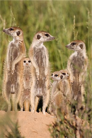 Meerkats (Suricata suricatta) with young, Kalahari Meerkat Project, Van Zylsrus, Northern Cape, South Africa, Africa Stock Photo - Rights-Managed, Code: 841-02717730