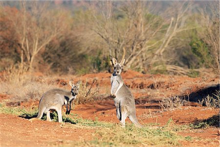 simsearch:841-03490067,k - Two red kangaroos, Macropus rufus, Mootwingee National Park, New South Wales, Australia, Pacific Stock Photo - Rights-Managed, Code: 841-02717746