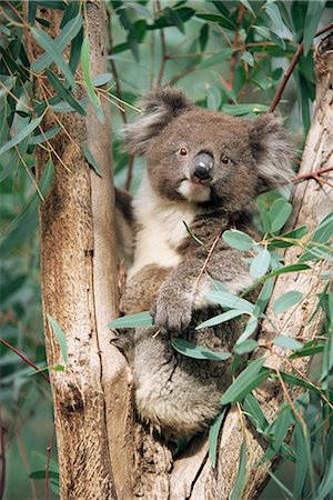 eucalypt tree - Koala bear, Phascolarctos cinereus, among eucalypt leaves, Gorge Wildlife Park, South Australia, Australia, Pacific Stock Photo - Rights-Managed, Code: 841-02717760
