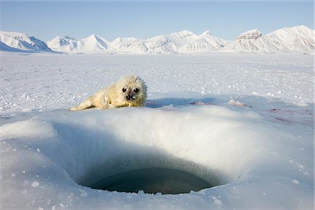simsearch:841-03505868,k - Ringed seal (Phoca hispida) pup, Billefjord, Svalbard, Spitzbergen, Arctic, Norway, Scandinavia, Europe Stock Photo - Rights-Managed, Code: 841-02718107