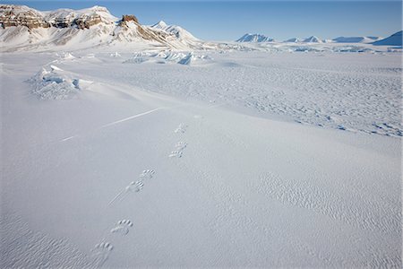 simsearch:841-03505868,k - Polar bear track, Billefjord, Svalbard, Spitzbergen, Arctic, Norway, Scandinavia, Europe Stock Photo - Rights-Managed, Code: 841-02718113