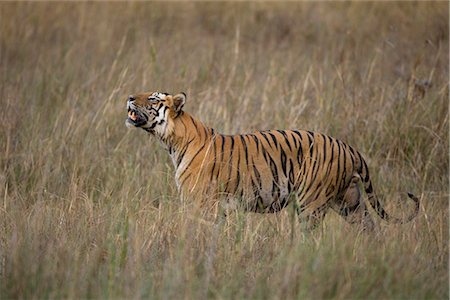 Bengal tiger, (Panthera tigris), Bandhavgarh, Madhya Pradesh, India Stock Photo - Rights-Managed, Code: 841-02718146