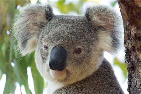 Koala, (Phascolartos cinereus), Magnetic Island, Queensland, Australia Foto de stock - Con derechos protegidos, Código: 841-02718202