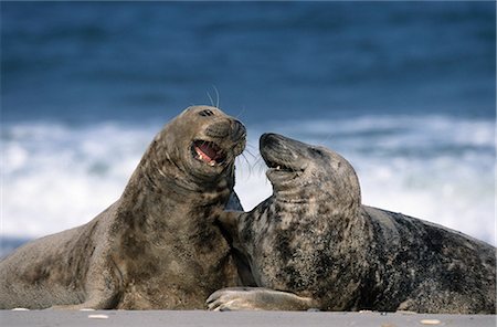 Grey seal, Halichoerus grypus, Heligoland, Schleswig-Holstein, Germany Stock Photo - Rights-Managed, Code: 841-02718233