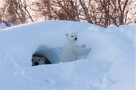 simsearch:841-03505868,k - Polar Bear with cubs, Ursus maritimus, Churchill, Manitoba, Canada Stock Photo - Rights-Managed, Code: 841-02718271