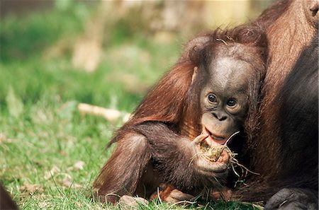 Young orang-utan (Pongo pygmaeus), in captivity, Apenheul Zoo, Netherlands (Holland), Europe Stock Photo - Rights-Managed, Code: 841-02718303