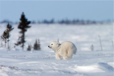 Polar Bear Cub, (Ursus maritimus), Churchill, Manitoba, Canada Stock Photo - Rights-Managed, Code: 841-02718358