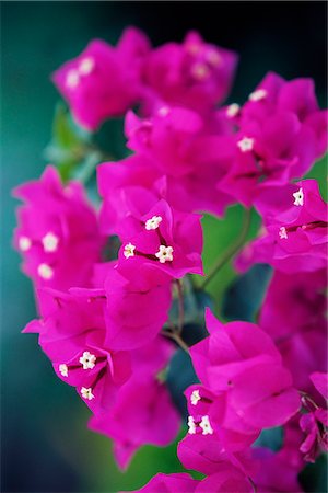 pedal - Bougainvillea blooming, island of Martinique, Lesser Antilles, French West Indies, Caribbean, Central America Stock Photo - Rights-Managed, Code: 841-02718371