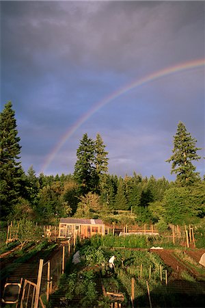 rainbow field - Farmer tending organic vegetable garden, Vashon Island, Puget Sound, Washington State, United States of America (U.S.A.), North America Foto de stock - Con derechos protegidos, Código: 841-02718498