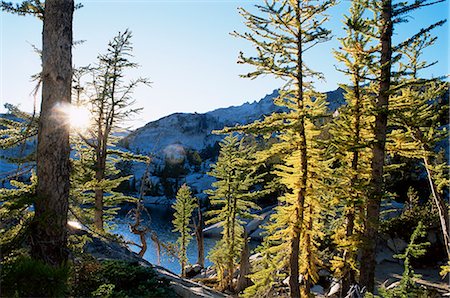 simsearch:841-03505868,k - Alpine larch trees (Larix lyalli), Enchantment Lakes, Alpine Lakes Wilderness, Washington state, United States of America, North America Stock Photo - Rights-Managed, Code: 841-02718563