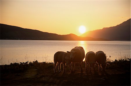 simsearch:841-02946821,k - Sheep silhouetted against the midnight sun, Astafjorden, Troms, Norway, Scandinavia, Europe Stock Photo - Rights-Managed, Code: 841-02718979