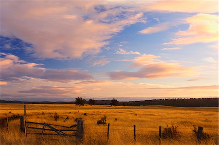 plain - Pasture at sunset, Bronte Park, Tasmania, Australia, Pacific Stock Photo - Rights-Managed, Code: 841-02719143