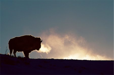 simsearch:841-03505868,k - Bison (Bison bison), Yellowstone National Park, Wyoming, United States of America, North America Stock Photo - Rights-Managed, Code: 841-02719646