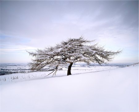 simsearch:841-03505868,k - Tree in winter snow, North York Moors National Park, North Yorkshire, England Stock Photo - Rights-Managed, Code: 841-02719718