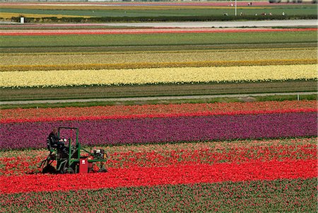 Working in the tulip rows in the bulb fields, near Lisse, Holland (The Netherlands), Europe Stock Photo - Rights-Managed, Code: 841-02719832