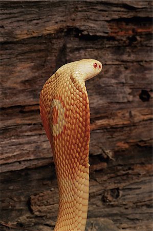 snake not people - Albino monocled cobra (Naja naja kaouthia), in captivity, from Southeast Asia, Asia Stock Photo - Rights-Managed, Code: 841-02719854