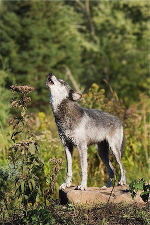 Gray wolf (Canis lupus) on a rock, howling, in captivity, Sandstone, Minnesota, United States of America, North America Stock Photo - Rights-Managed, Code: 841-02719924