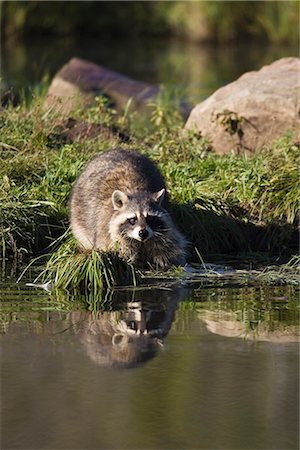 raccoon - Raccoon (racoon) (Procyon lotor) at waters edge with reflection, in captivity, Minnesota Wildlife Connection, Minnesota, United States of America, North America Stock Photo - Rights-Managed, Code: 841-02719921