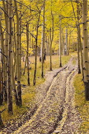 fall aspens - Two-track lane through fall aspens, near Telluride, Colorado, United States of America, North America Stock Photo - Rights-Managed, Code: 841-02719941