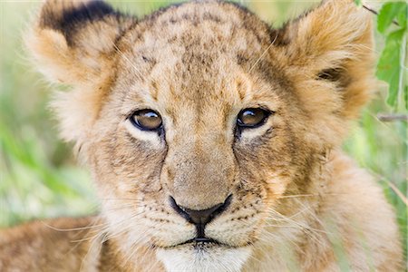 simsearch:841-03506025,k - Head on shot of lion cub (Panthera leo) looking at camera, Masai Mara Game Reserve, Kenya, East Africa, Africa Stock Photo - Rights-Managed, Code: 841-02719958