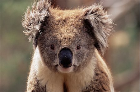 Koala bear (Phascolarctos cinereus), Phillip Island, Victoria, Australia, Pacific Foto de stock - Con derechos protegidos, Código: 841-02719995