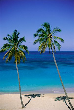 simsearch:841-02722953,k - Palmiers sur la plage déserte, Antigua, Antilles, Caraïbes, Amérique centrale Photographie de stock - Rights-Managed, Code: 841-02710013
