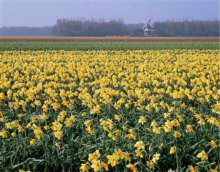 Bulbfields of daffodils and windmill in distance, The Netherlands, Europe Stock Photo - Rights-Managed, Code: 841-02710202