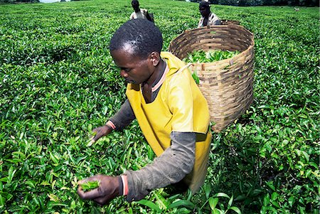 Tea picker, Tanzania, East Africa, Africa Stock Photo - Rights-Managed, Code: 841-02710203