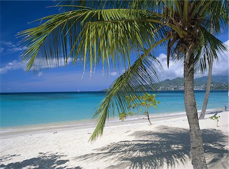 simsearch:841-05796490,k - Palm tee and beach, Grand Anse beach, Grenada, Windward Islands, Caribbean, West Indies, Central America Stock Photo - Rights-Managed, Code: 841-02711144