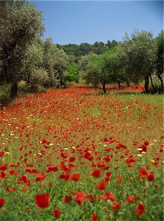 flowers greece - Wild flowers including poppies in a grove of trees, on the island of Rhodes, Dodecanese, Greek Islands, Greece, Europe Stock Photo - Rights-Managed, Code: 841-02711232