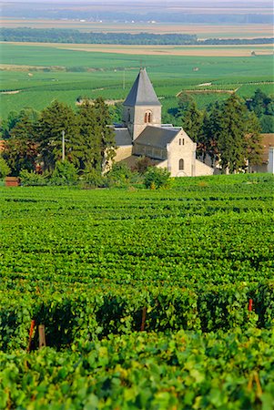 simsearch:841-02707104,k - Vignoble, Oger, Champagne, France, Europe Photographie de stock - Rights-Managed, Code: 841-02711417