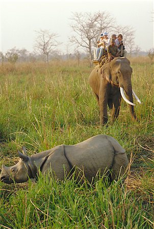 simsearch:625-00801301,k - Tourists on elephant back sighting rhino, Chitwan National Park, Nepal Stock Photo - Rights-Managed, Code: 841-02711509