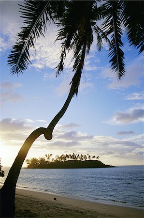 simsearch:700-03814221,k - Twisted palm tree, Taakoka Island, Rarotonga, Cook Islands, Polynesia, South Pacific islands, Pacific Foto de stock - Con derechos protegidos, Código: 841-02711681