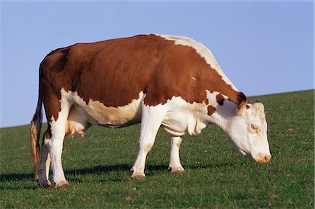 Hereford cow grazing on hillside, Chalk Farm, Willingdon, East Sussex, England, United Kingdom, Europe Stock Photo - Rights-Managed, Code: 841-02711929